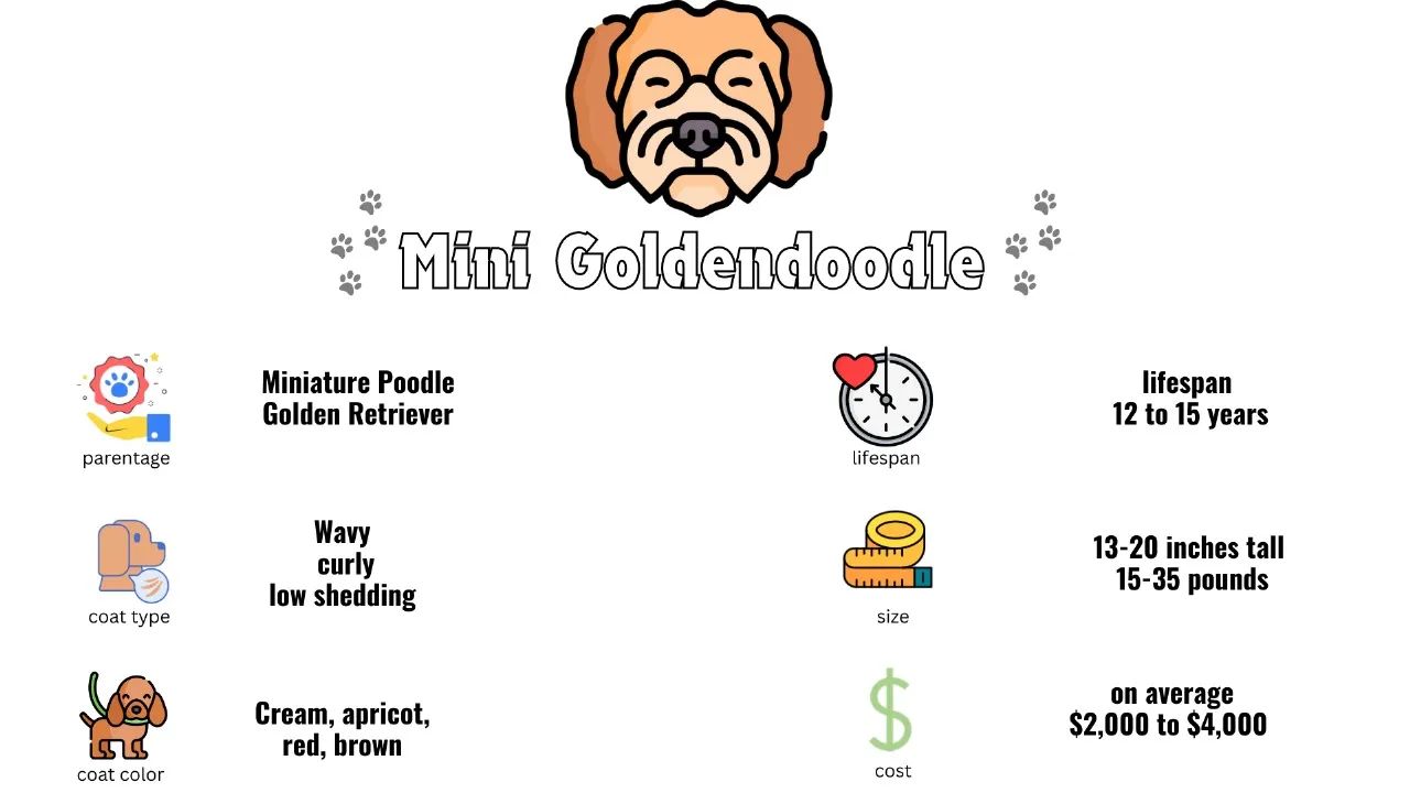 Mini Goldendoodle vs Goldendoodle: A Head-to-Head Comparison & Facts 2 Mini Goldendoodle Breed Overview