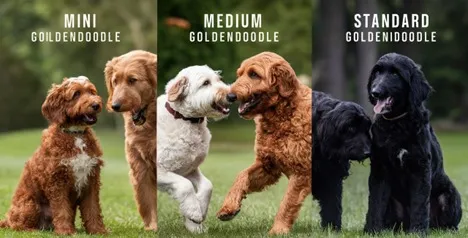 Complete Mini Goldendoodle Size Guide: Teacup to Adult, Body Parts, and Everything in Between 4 Mini Goldendoodel Sizes
