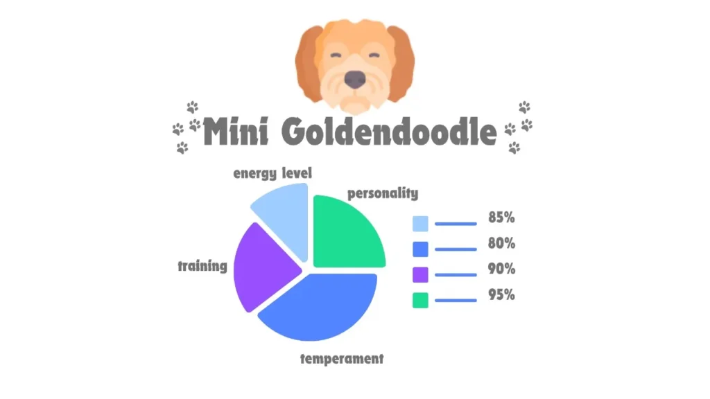Mini Goldendoodle vs Goldendoodle: A Head-to-Head Comparison & Facts 6 Mini Goldendoodle Facts