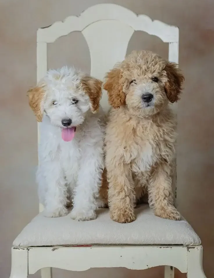 Mini Goldendoodle: A General Handbook to Miniature Goldendoodle Breed 5 Mini Goldendoodle size