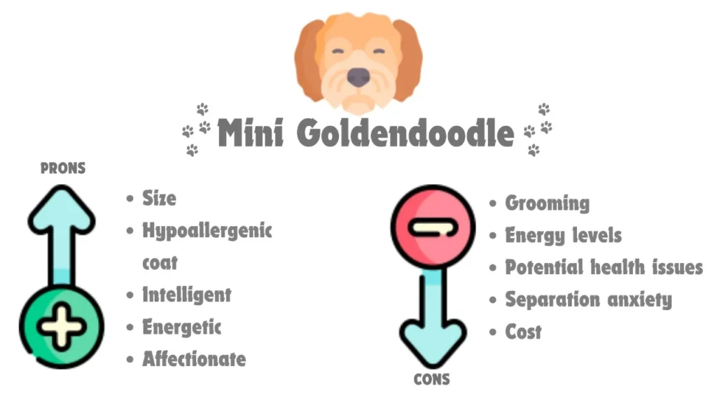 Mini Goldendoodle vs Goldendoodle: A Head-to-Head Comparison & Facts 8 Mini Goldendoodle pros and cons