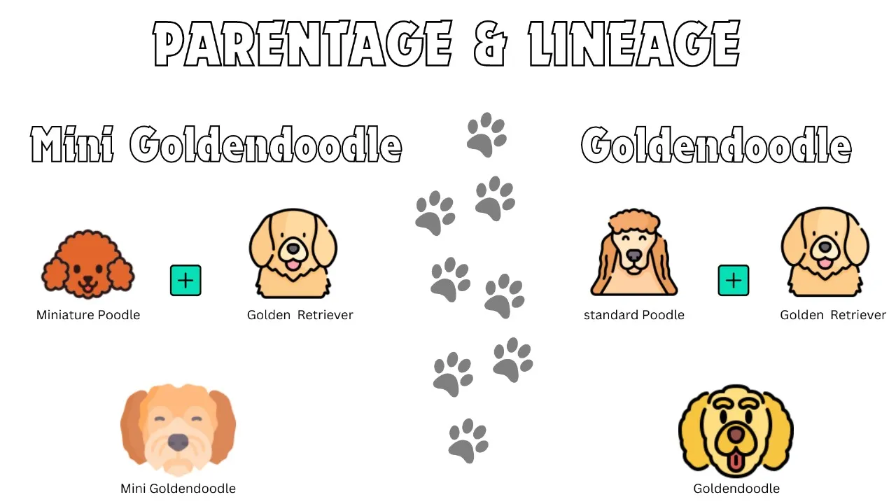 Mini Goldendoodle vs Goldendoodle: A Head-to-Head Comparison & Facts 5 Mini Goldendoodle vs Goldendoodle parents