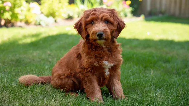 17+ Mini Goldendoodle Colors: A Guide to Solid Patterns and Rare Markings with Pictures 10 Red Mini Goldendoodle