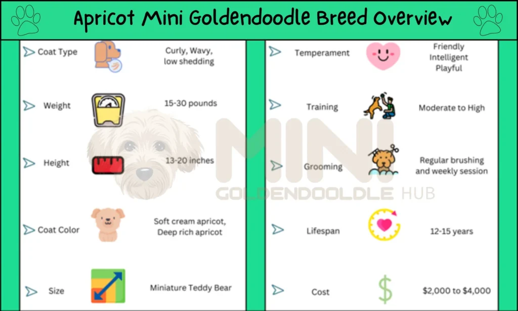 Latest Apricot Mini Goldendoodle with Visual Guide & Rarity 3 Apricot-Goldendoodle-Breed-Overview