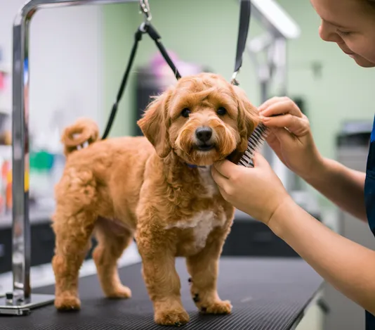 Latest Apricot Mini Goldendoodle with Visual Guide & Rarity 10 Apricot-Goldendoodle-Grooming