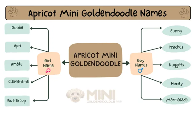 Unique & popular Mini Goldendoodle Names; By Colors & Genders. 9 Apricot-Mini-Goldendoodle-Names