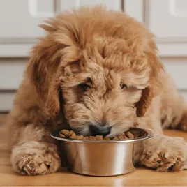 Best Food for Mini Goldendoodles with Feeding charts & Allergies 1 Best-Food-for-Mini-Goldendoodles