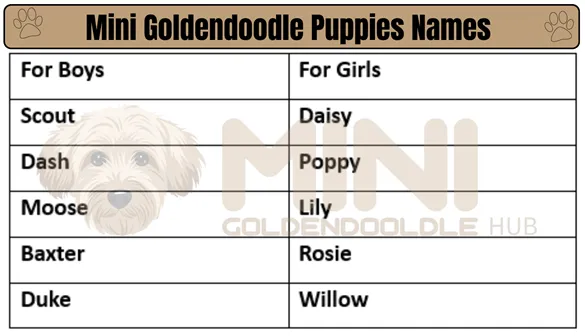Unique & popular Mini Goldendoodle Names; By Colors & Genders. 12 Best-Names-for-Mini-Goldendoodle-Puppies