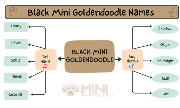 Unique & popular Mini Goldendoodle Names; By Colors & Genders. 8 Black-Mini-Goldendoodle-Names