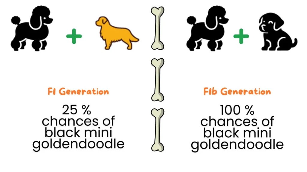 Black Mini Goldendoodle Latest Guide With Rare Photos & Unique Facts 3 Black-color-lineage-in-MINI-GOLDENDOODLE