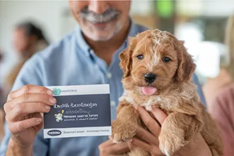 Cheap / Affordable Mini Goldendoodle; Latest Guidelines to Buy Puppy 19 Cheap-Mini-Goldendoodles
