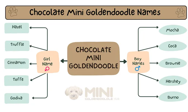 Unique & popular Mini Goldendoodle Names; By Colors & Genders. 11 Chocolate-Mini-Goldendoodle-Names