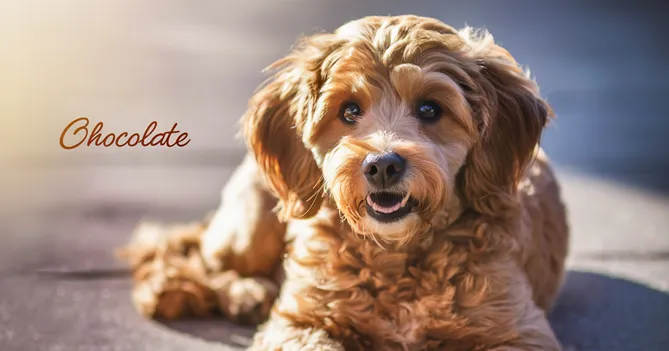 Chocolate Mini Goldendoodle Latest & Visual Handbook to This Designer Breed 9 Chocolate-Mini-Goldendoodle-Personality