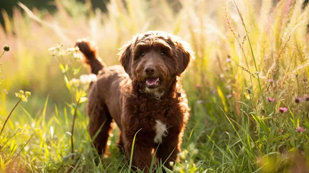 Chocolate Mini Goldendoodle Latest & Visual Handbook to This Designer Breed 7 Chocolate-Mini-Goldendoodle