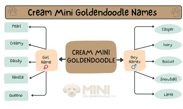 Unique & popular Mini Goldendoodle Names; By Colors & Genders. 10 Cream-Mini-Goldendoodle-Names