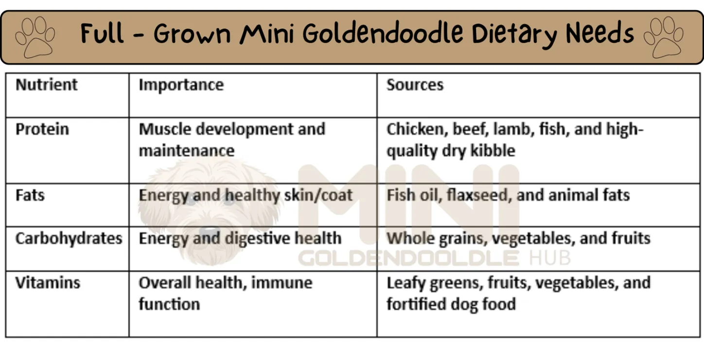 21+ Facts of Full Grown Mini Goldendoodle with Visual Guide & Expert Tips 42 Dietary-needs-full-grown Mini-Goldendoodle