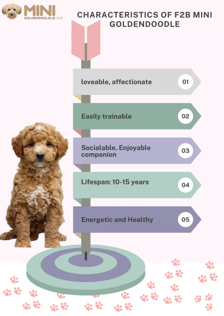 F2b Mini Goldendoodle: Overall Guide & Features 2 F2B-Mini-Goldendoodle-Characteristics