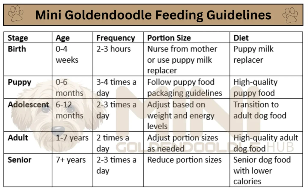 Mini Goldendoodle Weight, Growth Patterns, Charts and Expert Tips 19 Feeding-Guidelines-Mini-Goldendoodle-Weight