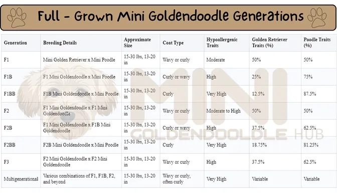 21+ Facts of Full Grown Mini Goldendoodle with Visual Guide & Expert Tips 15 Full-Grown-Mini-Goldendoodle-Generations