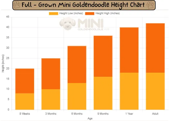 21+ Facts of Full Grown Mini Goldendoodle with Visual Guide & Expert Tips 16 Full-Grown-Mini-Goldendoodle-Height-chart