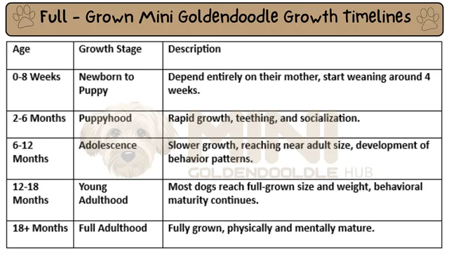 21+ Facts of Full Grown Mini Goldendoodle with Visual Guide & Expert Tips 20 Full-Grown-Mini-Goldendoodle-growth-timelines