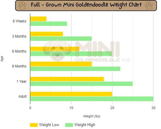 21+ Facts of Full Grown Mini Goldendoodle with Visual Guide & Expert Tips 17 Full-Grown-Mini-Goldendoodle-weight-chart