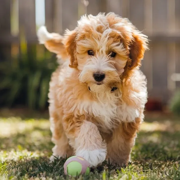 21+ Facts of Full Grown Mini Goldendoodle with Visual Guide & Expert Tips 35 Full-grown-mini-goldendoodle-Daily-Exercise