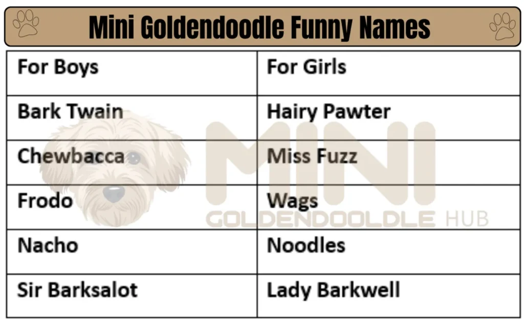 Unique & popular Mini Goldendoodle Names; By Colors & Genders. 13 Funny-Mini-Goldendoodle-Names