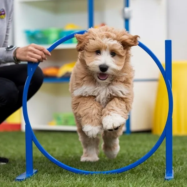21+ Facts of Full Grown Mini Goldendoodle with Visual Guide & Expert Tips 40 Goldendoodles-Advanced-training