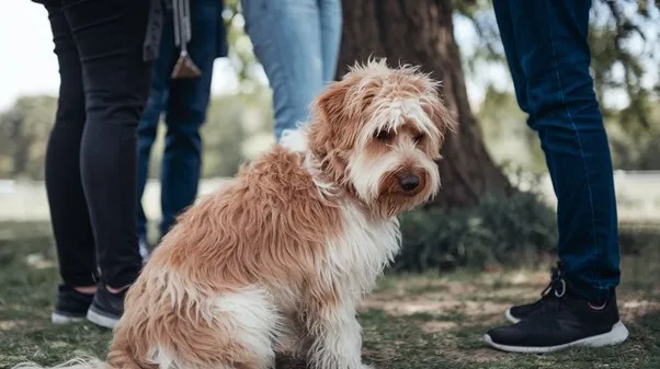 Mini Goldendoodle lifespan Guide, Risks & Life Boosting Tips 11 Goldendoodles