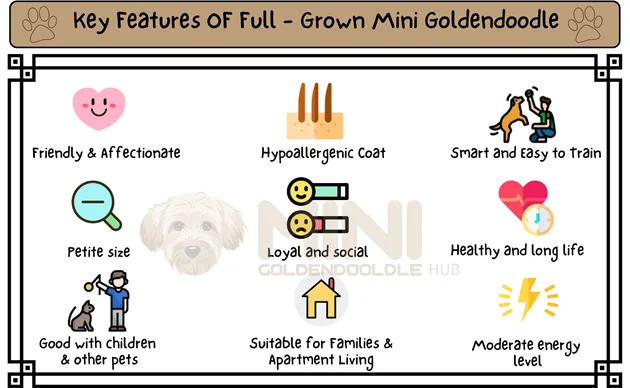 21+ Facts of Full Grown Mini Goldendoodle with Visual Guide & Expert Tips 5 Key-Features-of-full-grown-Mini-Goldendoodle