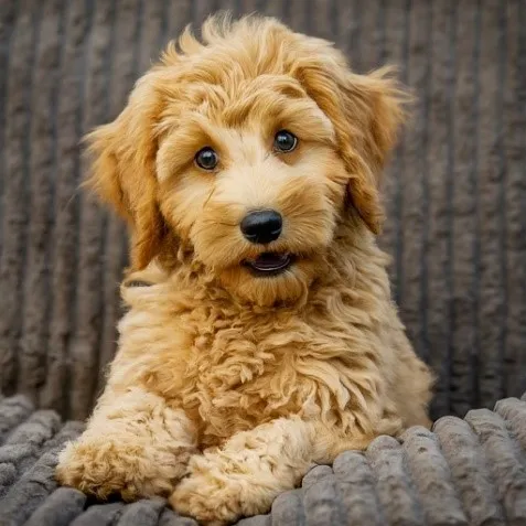 Mini Goldendoodle Price & Cost Guide: What to Expect When Buying a Mini Doodle 9 Medium Mini Goldendoodle Price minigoldendoodlehub.us- Mini Goldendoodle Hub
