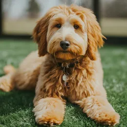 Mini Goldendoodle Weight, Growth Patterns, Charts and Expert Tips 11 Mini-Goldendoodle-7+-Years