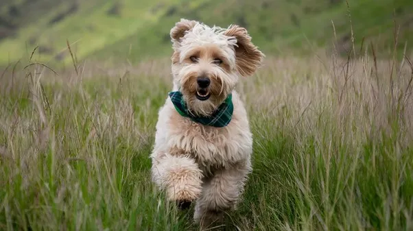 Mini Goldendoodle lifespan Guide, Risks & Life Boosting Tips 4 Mini-Goldendoodle-Adult