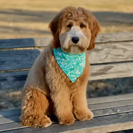 Mini Goldendoodle Weight, Growth Patterns, Charts and Expert Tips 10 Mini-Goldendoodle-Adult