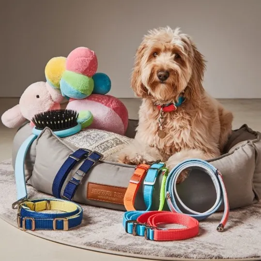Cheap / Affordable Mini Goldendoodle; Latest Guidelines to Buy Puppy 8 Mini-Goldendoodle-Cost