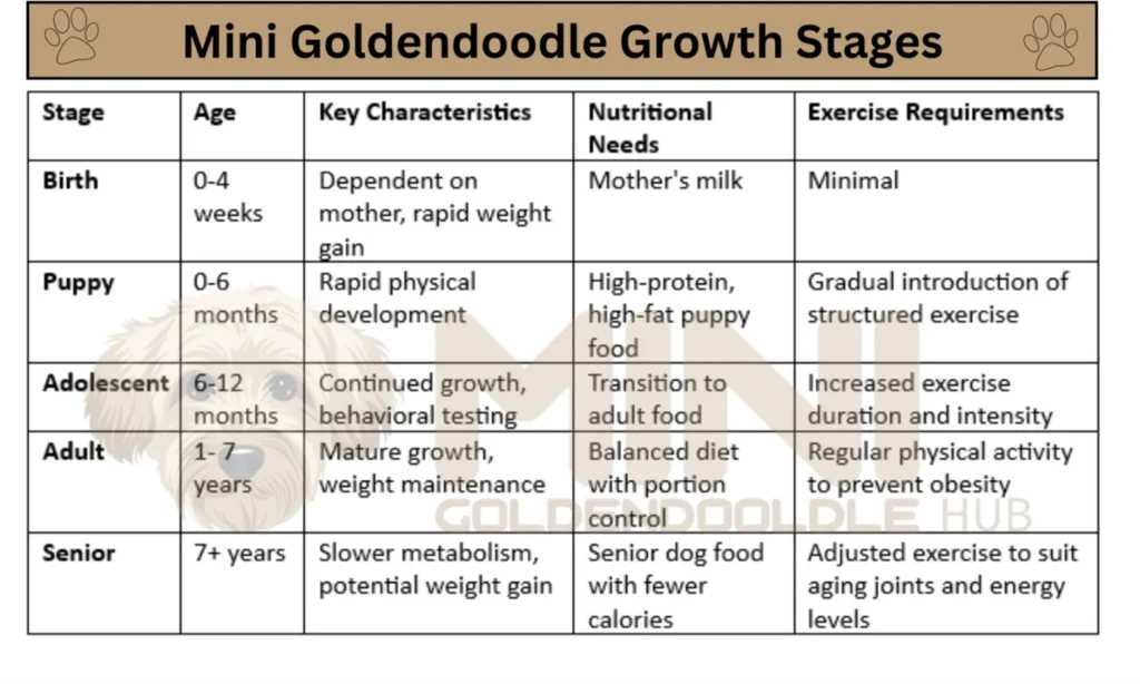 Mini Goldendoodle Weight, Growth Patterns, Charts and Expert Tips 12 Mini-Goldendoodle-Growth-Stages