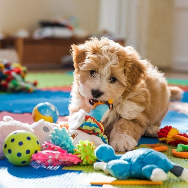 Mini Goldendoodle Name Generator; Unique, Easy, Short, and Recognizable 2 Mini Goldendoodle Name Generator