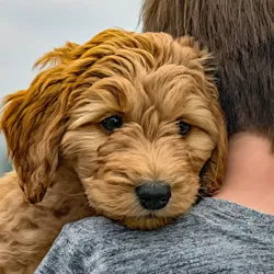 Unique & popular Mini Goldendoodle Names; By Colors & Genders. 2 Mini-Goldendoodle-Names