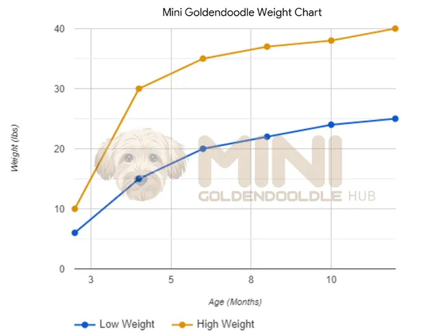 Mini Goldendoodle Weight, Growth Patterns, Charts and Expert Tips 3 Mini-Goldendoodle-Weight-Chart