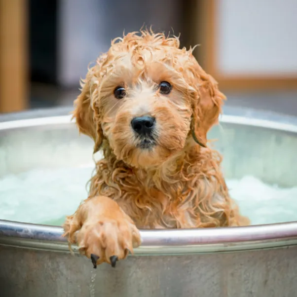 21+ Facts of Full Grown Mini Goldendoodle with Visual Guide & Expert Tips 33 Mini-Goldendoodle-bathing