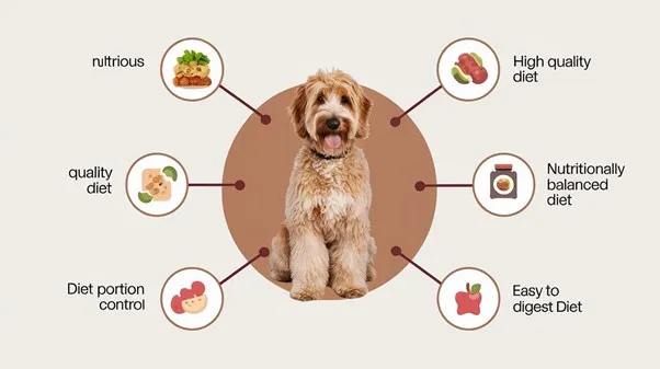 Mini Goldendoodle lifespan Guide, Risks & Life Boosting Tips 7 Mini-Goldendoodle-diet-plan