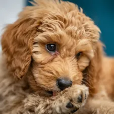 Best Food for Mini Goldendoodles with Feeding charts & Allergies 14 Mini-Goldendoodle-food-allergy