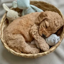 Unique & popular Mini Goldendoodle Names; By Colors & Genders. 1 Mini-Goldendoodle