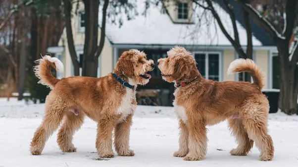 Mini Goldendoodle lifespan Guide, Risks & Life Boosting Tips 10 Mini-Goldendoodle-pleasent-envoirnment