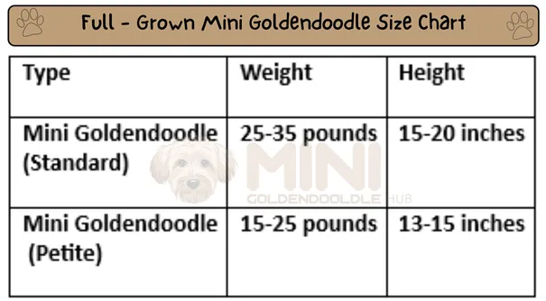 21+ Facts of Full Grown Mini Goldendoodle with Visual Guide & Expert Tips 21 Mini-Goldendoodle-size&weight-Chart