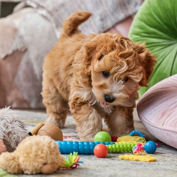 Mini Goldendoodle Name Generator; Unique, Easy, Short, and Recognizable 3 Mini Goldendoodle unique Name Generator
