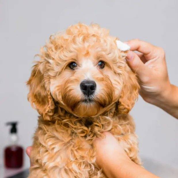 21+ Facts of Full Grown Mini Goldendoodle with Visual Guide & Expert Tips 30 Mini-goldendoodle-full-grown-ear-cleaning
