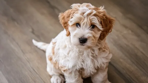 Mini Goldendoodle lifespan Guide, Risks & Life Boosting Tips 3 Mini-goldendoodles-Puppy