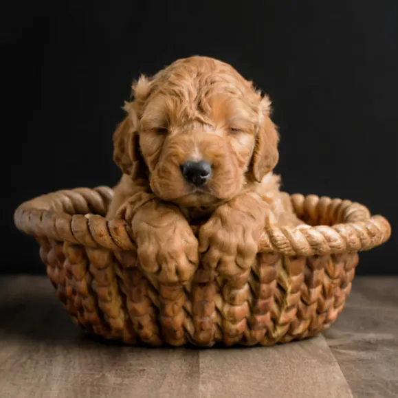 21+ Facts of Full Grown Mini Goldendoodle with Visual Guide & Expert Tips 18 Miniature-Goldendoodle-full-grown